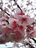 blossom.jpg