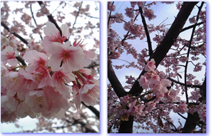 dvc76.jpg
