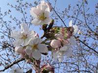 flower_sakura_1.jpg